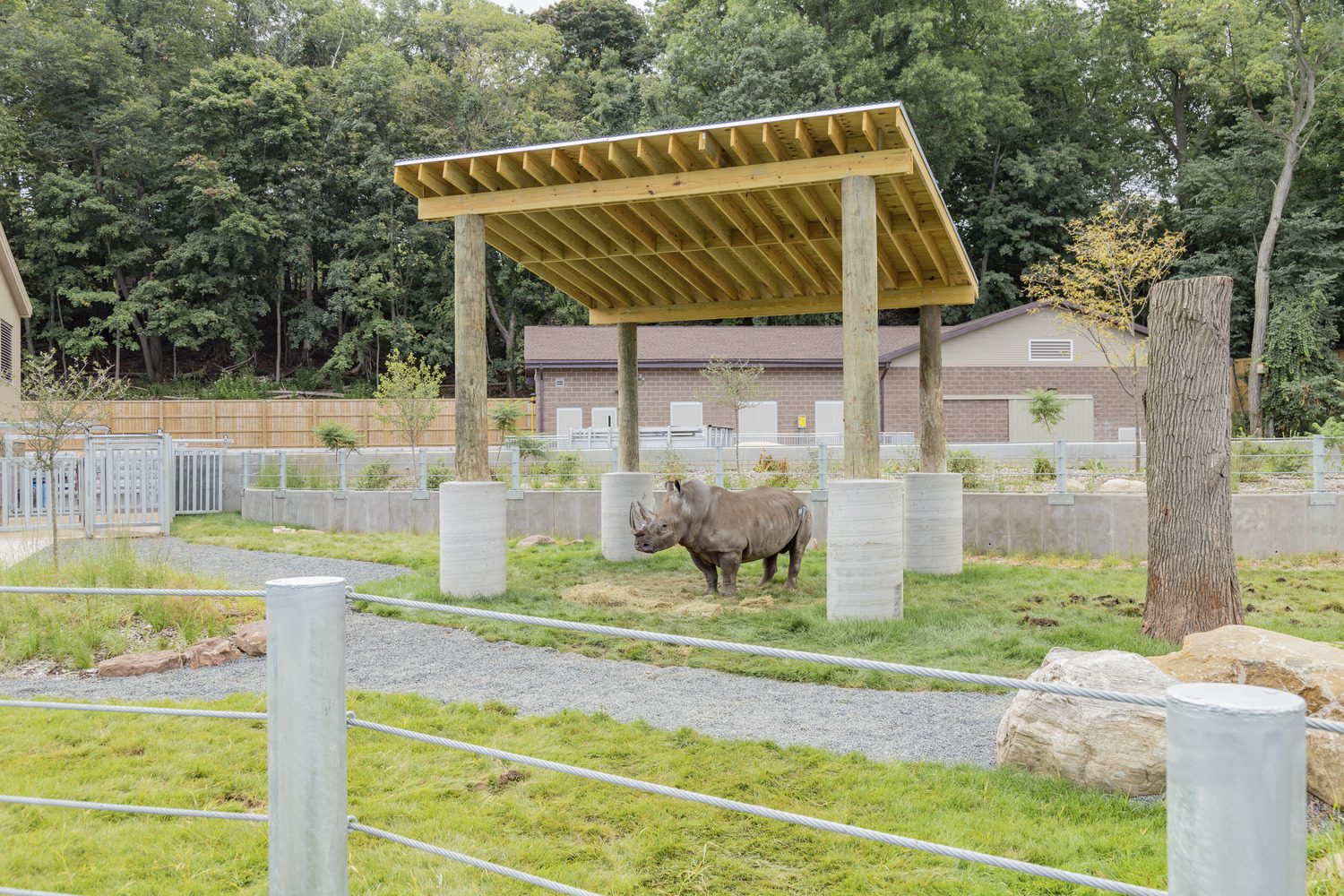 13772_00_spz_2018_N22_medium A rhinoceros stands under a wooden shelter at a Seneca Park Zoo enclosure, surrounded by greenery and trees. The setting appears calm and natural.