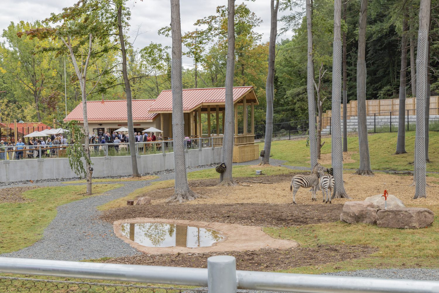13772_00_spz_2018_N24_medium Zoo scene with two zebras standing near trees in a grassy enclosure. A small pond reflects the sky. Visitors gather by a pavilion with a red roof at Seneca Park Zoo.